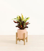 Load image into Gallery viewer, Gentle Pink stand:bamboo