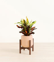 Load image into Gallery viewer, Gentle Pink stand:walnut