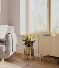 Load image into Gallery viewer, Olive stand:bamboo