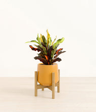 Load image into Gallery viewer, Mustard stand:bamboo