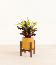 Load image into Gallery viewer, Mustard stand:walnut