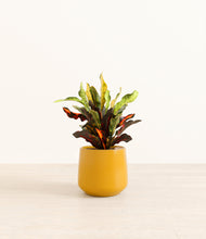 Load image into Gallery viewer, Mustard