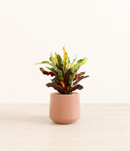 Load image into Gallery viewer, Calm Rose