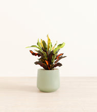 Load image into Gallery viewer, Turquoise