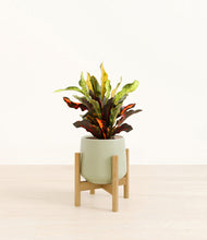 Load image into Gallery viewer, Turquoise stand:bamboo