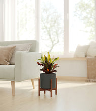 Load image into Gallery viewer, Dark Olive stand:walnut