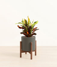 Load image into Gallery viewer, Dark Olive stand:walnut