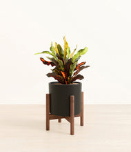 Load image into Gallery viewer, Black stand:walnut