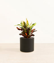 Load image into Gallery viewer, Black