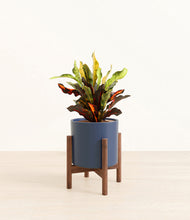 Load image into Gallery viewer, Deep Navy stand:walnut