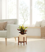 Load image into Gallery viewer, Cream stand:walnut