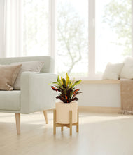 Load image into Gallery viewer, Cream stand:bamboo