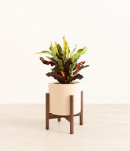 Load image into Gallery viewer, Cream stand:walnut