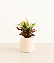 Load image into Gallery viewer, Cream