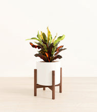 Load image into Gallery viewer, White stand:walnut