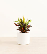 Load image into Gallery viewer, White