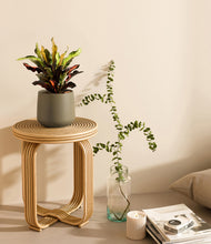 Load image into Gallery viewer, Olive