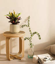 Load image into Gallery viewer, Almond Green