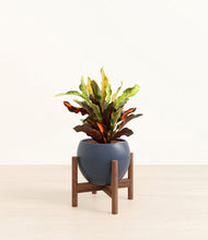 Load image into Gallery viewer, Deep Navy stand:walnut