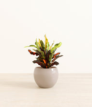 Load image into Gallery viewer, Desert Brown