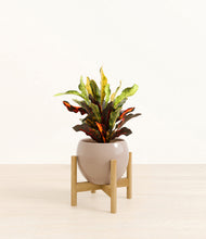 Load image into Gallery viewer, Desert Brown stand:bamboo