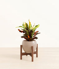 Load image into Gallery viewer, Desert Brown stand:walnut