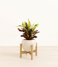 Load image into Gallery viewer, Shiny EggWhite stand:bamboo