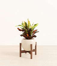 Load image into Gallery viewer, Shiny EggWhite stand:walnut