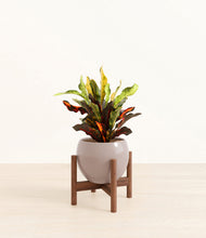 Load image into Gallery viewer, Winter Clouds stand:walnut