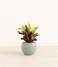 Load image into Gallery viewer, Deep Ocean