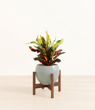 Load image into Gallery viewer, Deep Ocean stand:walnut