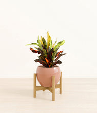 Load image into Gallery viewer, Calm Rose stand:bamboo