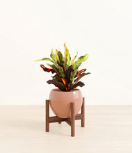 Load image into Gallery viewer, Calm Rose stand:walnut