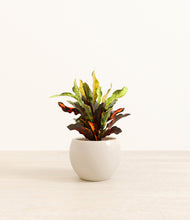 Load image into Gallery viewer, Shiny EggWhite