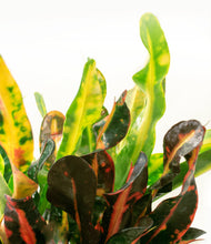 Load image into Gallery viewer, ALL