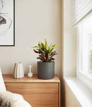 Load image into Gallery viewer, Dark Olive