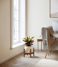 Load image into Gallery viewer, Shiny EggWhite stand:walnut