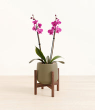 Load image into Gallery viewer, Olive stand:walnut