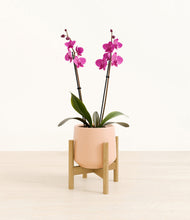 Load image into Gallery viewer, Gentle Pink stand:bamboo