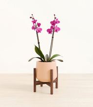 Load image into Gallery viewer, Gentle Pink stand:walnut
