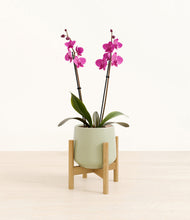 Load image into Gallery viewer, Turquoise stand:bamboo