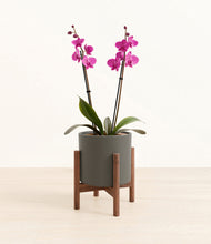 Load image into Gallery viewer, Dark Olive stand:walnut