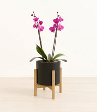 Load image into Gallery viewer, Black stand:bamboo