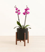 Load image into Gallery viewer, Black stand:walnut