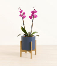 Load image into Gallery viewer, Deep Navy stand:bamboo