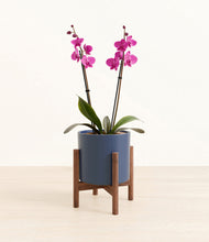 Load image into Gallery viewer, Deep Navy stand:walnut