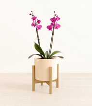 Load image into Gallery viewer, Cream stand:bamboo