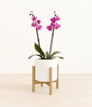 Load image into Gallery viewer, White stand:bamboo