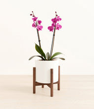 Load image into Gallery viewer, White stand:walnut