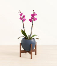 Load image into Gallery viewer, Deep Navy stand:walnut